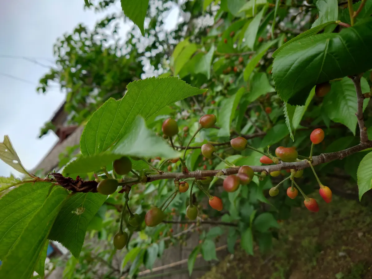 20年くらい前に植えたさくらんぼについて教えてください。毎