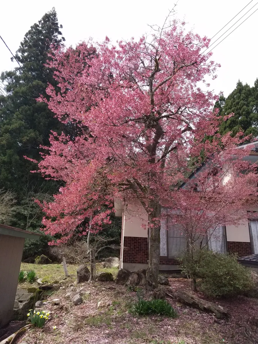 実家の桜の木で樹齢50年くらいかと思います。やや濃い目のピン