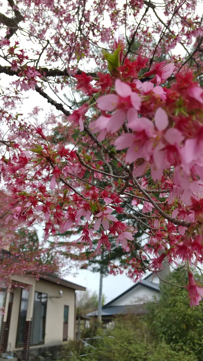 実家の桜の木で樹齢50年くらいかと思います。やや濃い目のピン