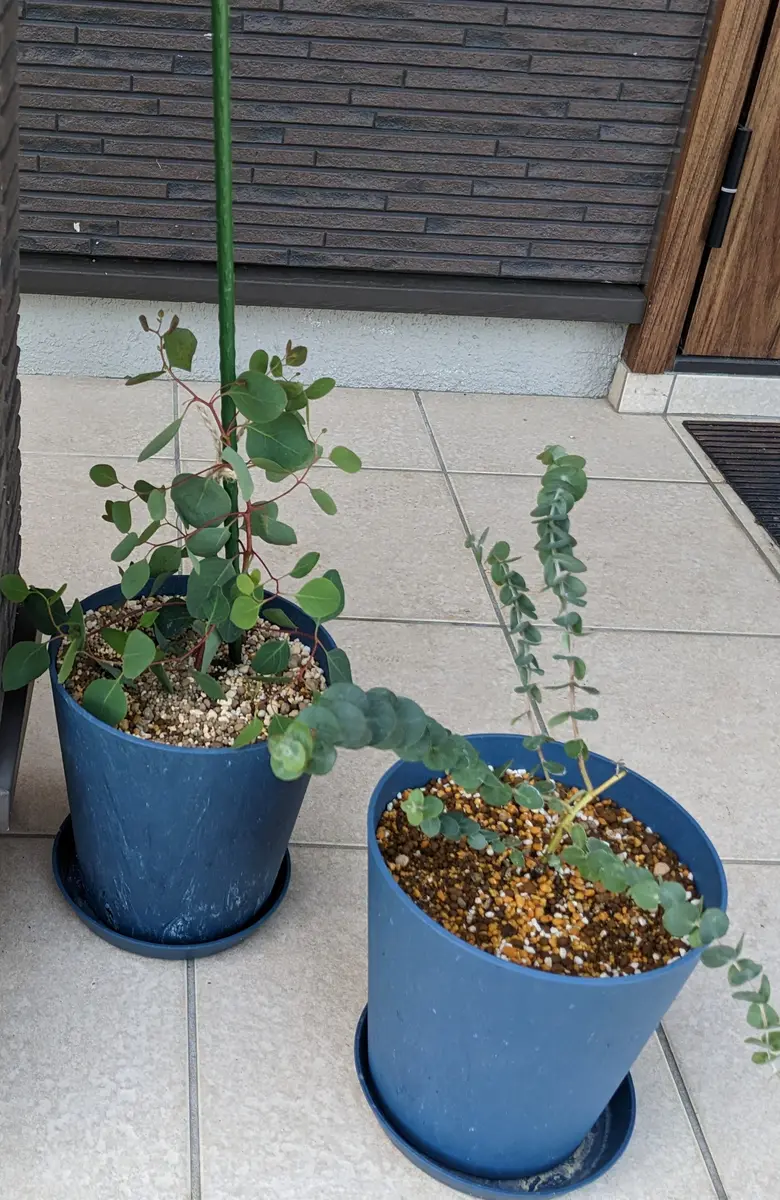 希少 hyb オペルクリカリア デカリー × ボレアリス 銅葉 パワータンク 4 希少 hyb オペルクリカリア デカリー × ボレアリス 銅葉 パワー