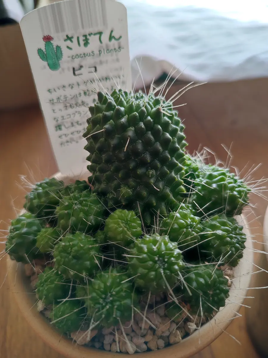 img_cache_q_26855_1_1682145403