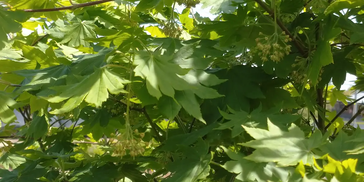 ハウチワカエデとコハウチワカエデの違いを教えてください。花