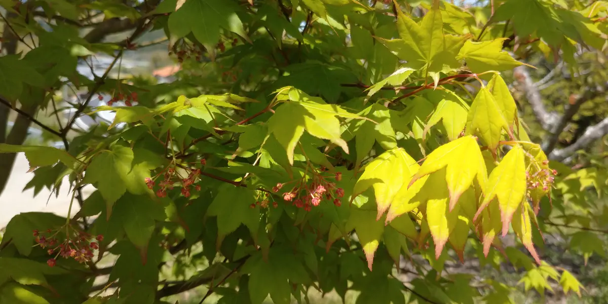 ハウチワカエデとコハウチワカエデの違いを教えてください。花