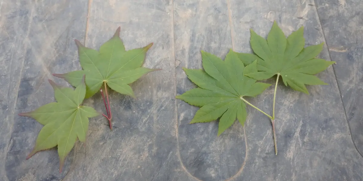 コハウチワカエデ　a ハウチワカエデとコハウチワカエデの違いを教えてください。花