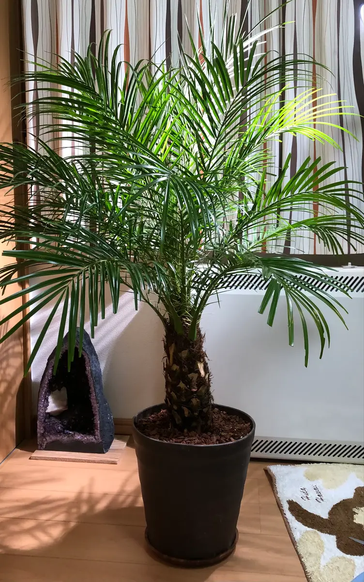 フェニックスロベレニー（2鉢）