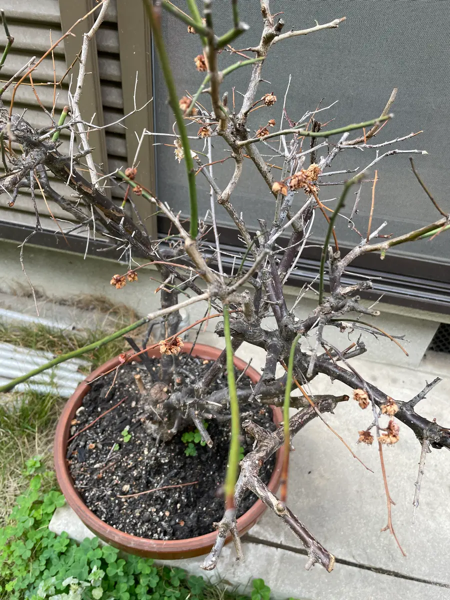 梅なのですが3月4月にわっと花が咲いた後すぐ花がおわってしま