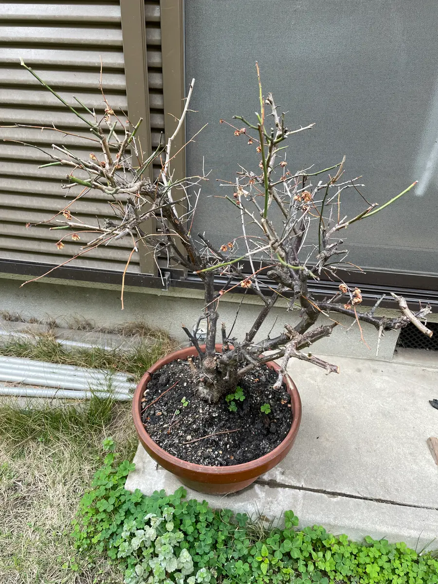 梅なのですが3月4月にわっと花が咲いた後すぐ花がおわってしま