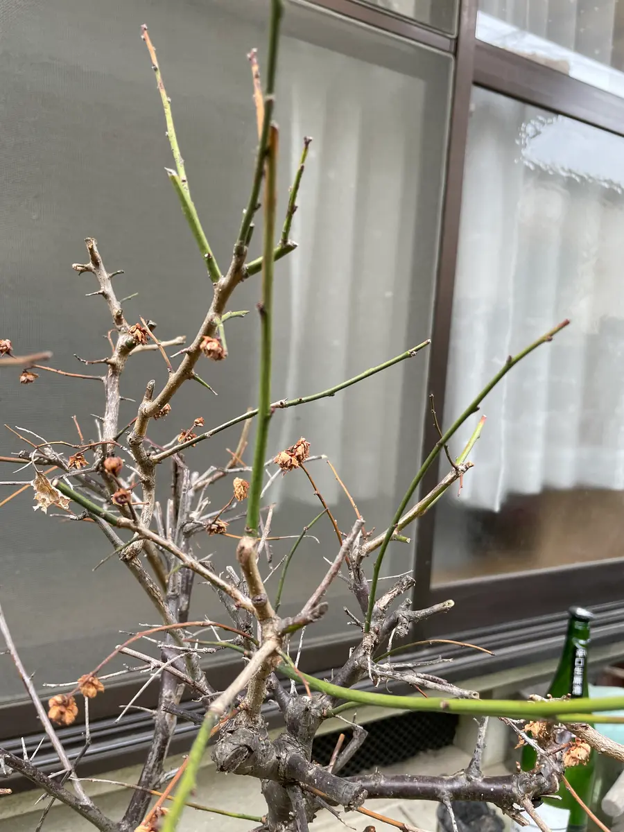 梅なのですが3月4月にわっと花が咲いた後すぐ花がおわってしま