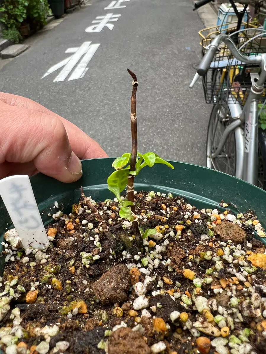 この紫陽花の苗はこの状態から元気に成長するでしょうか?過去