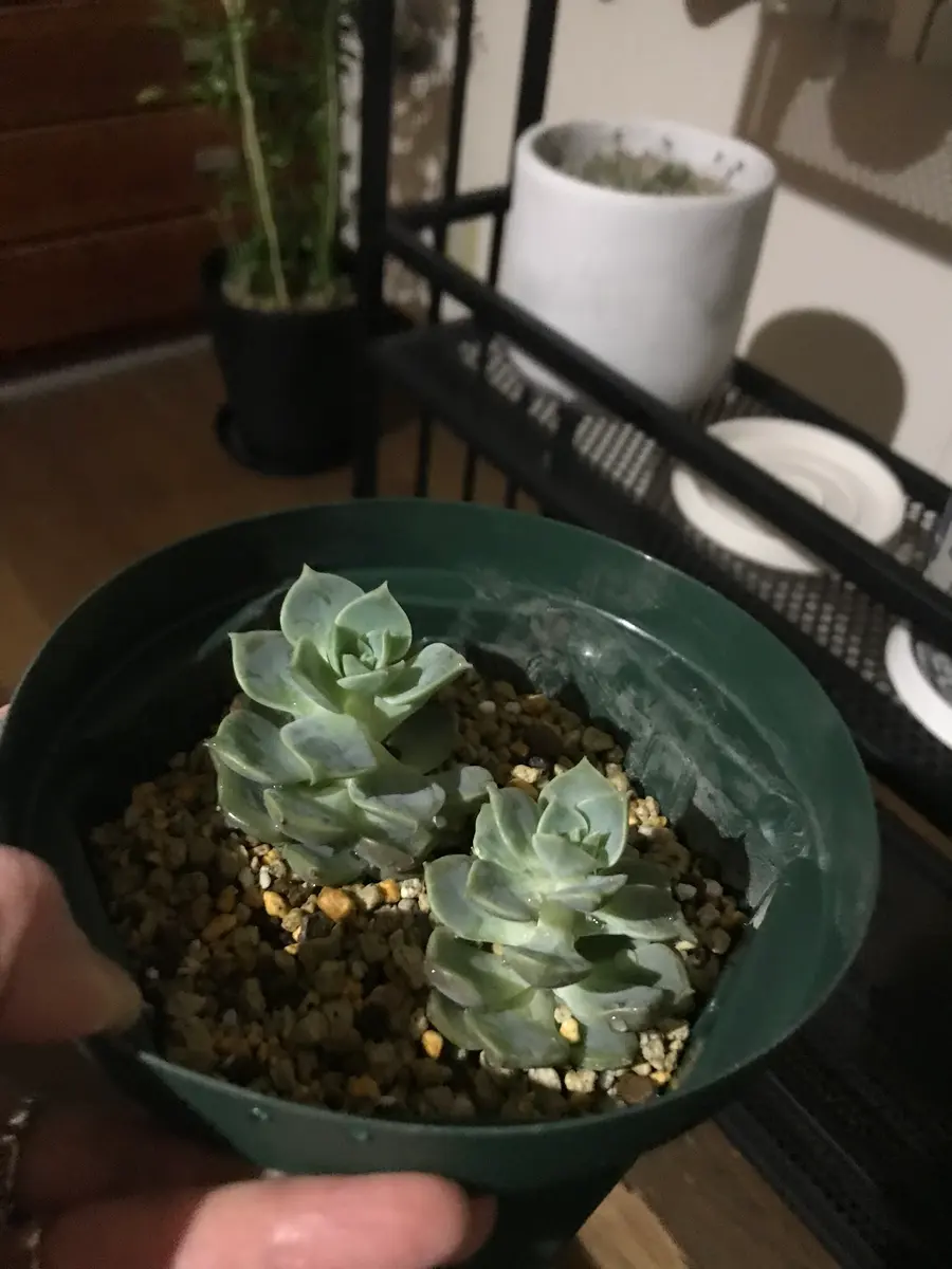 多肉植物 白牡丹 葉挿し抜き苗2つ （白牡丹多肉植物【葉挿し