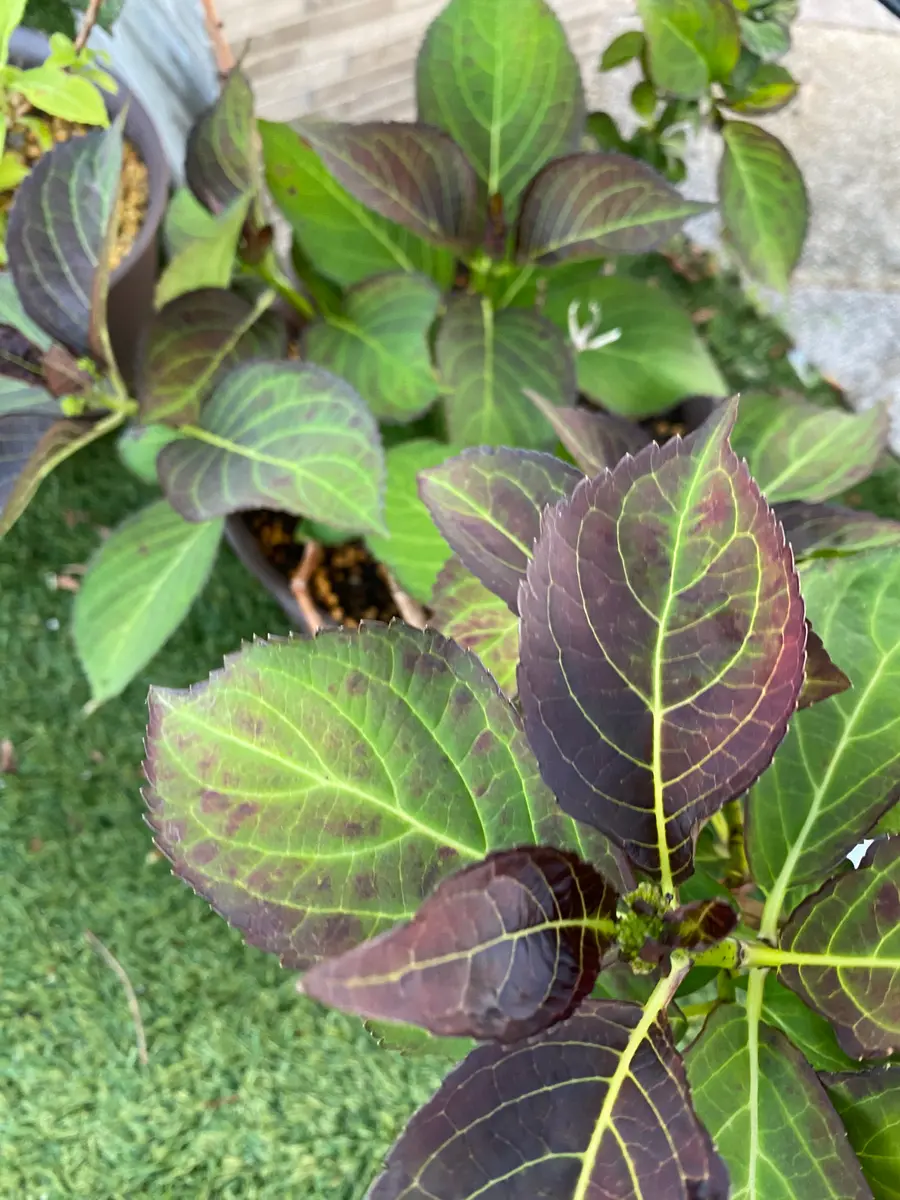 いつもお世話になってます紫陽花の葉っぱについて教えてくださ