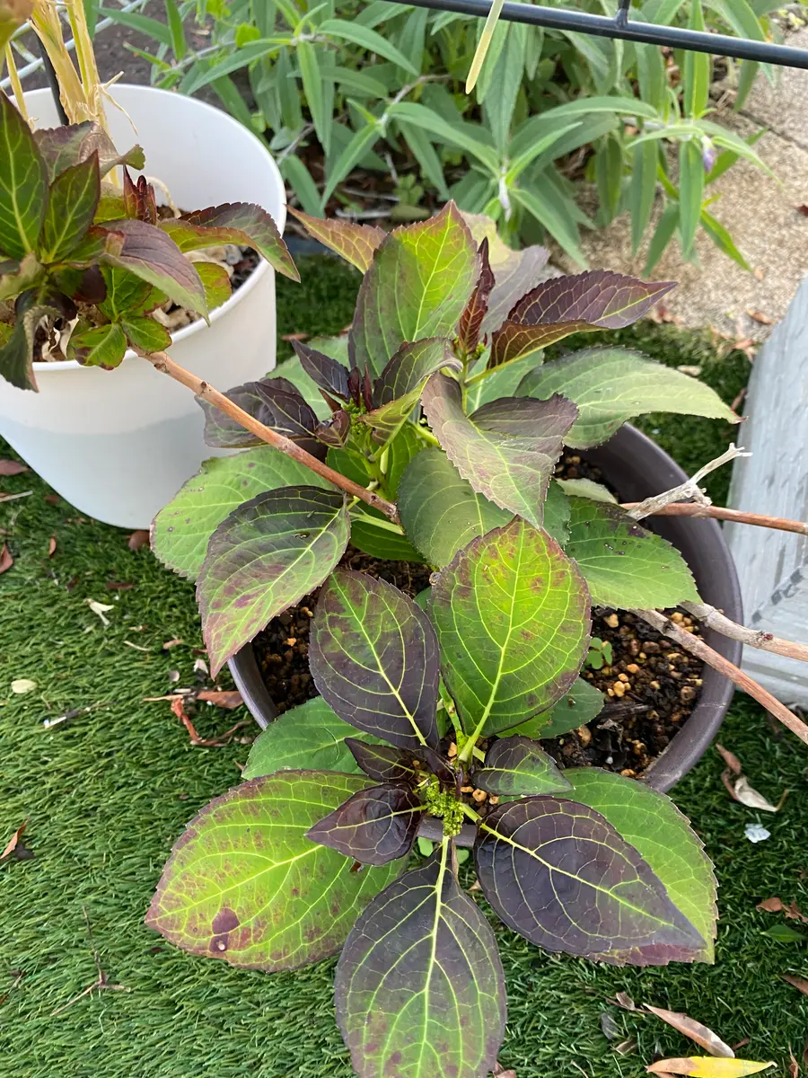 いつもお世話になってます紫陽花の葉っぱについて教えてくださ