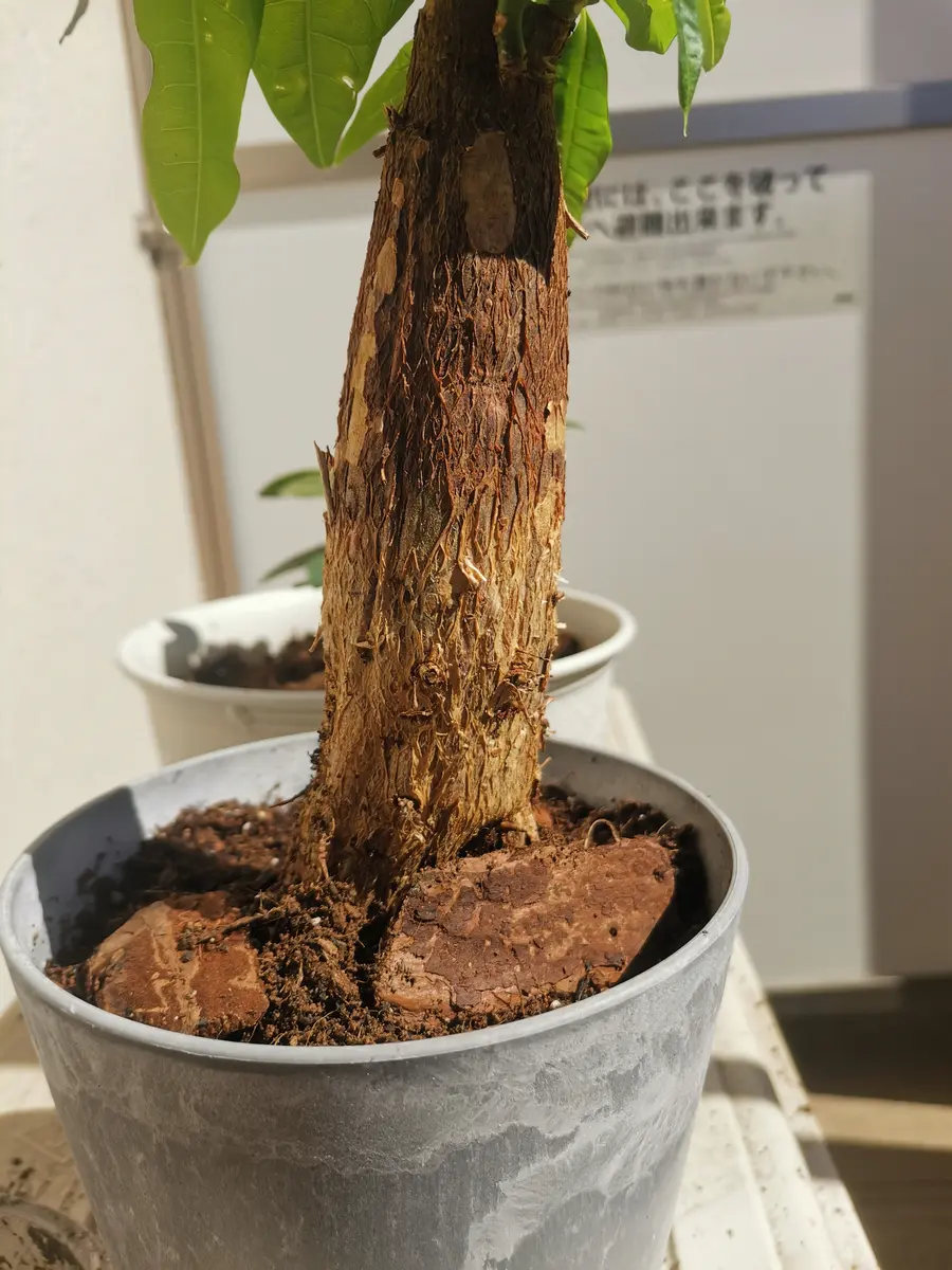 購入して数日のパキラなのですが宅配で到着して確認すると幹が