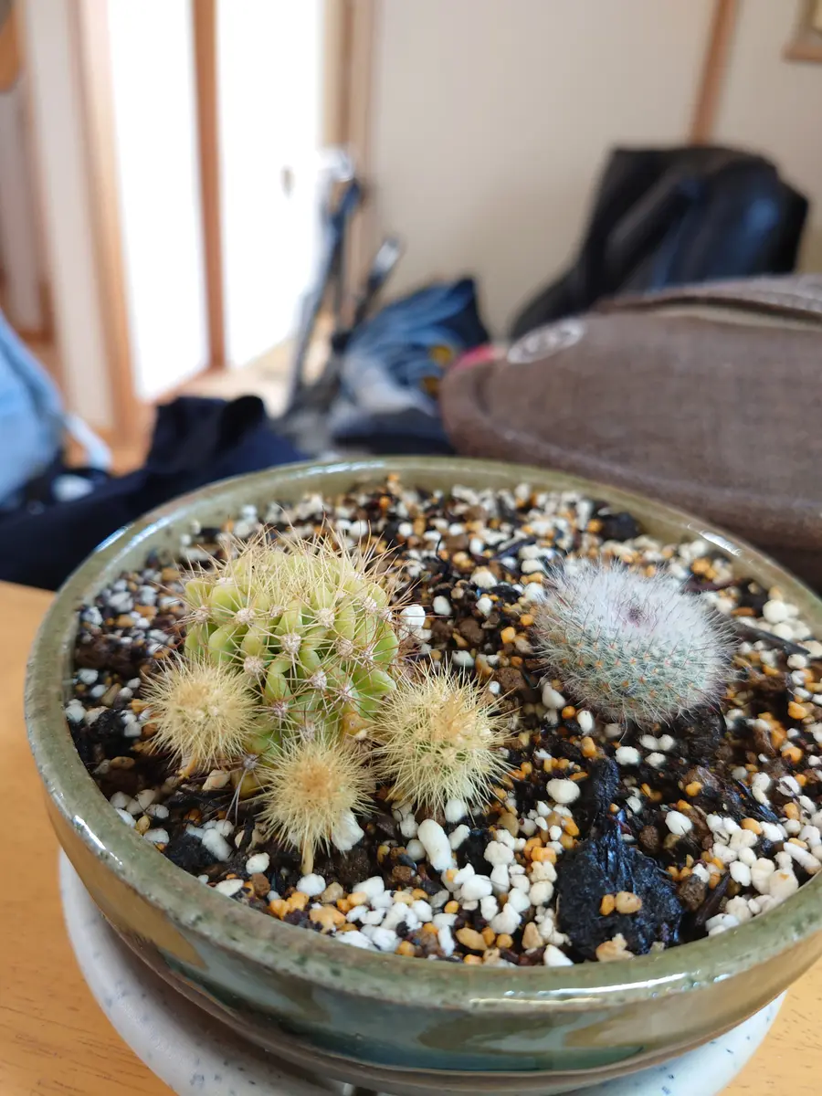 お世話になっております。独り立ちした息子の部屋で、放ったら