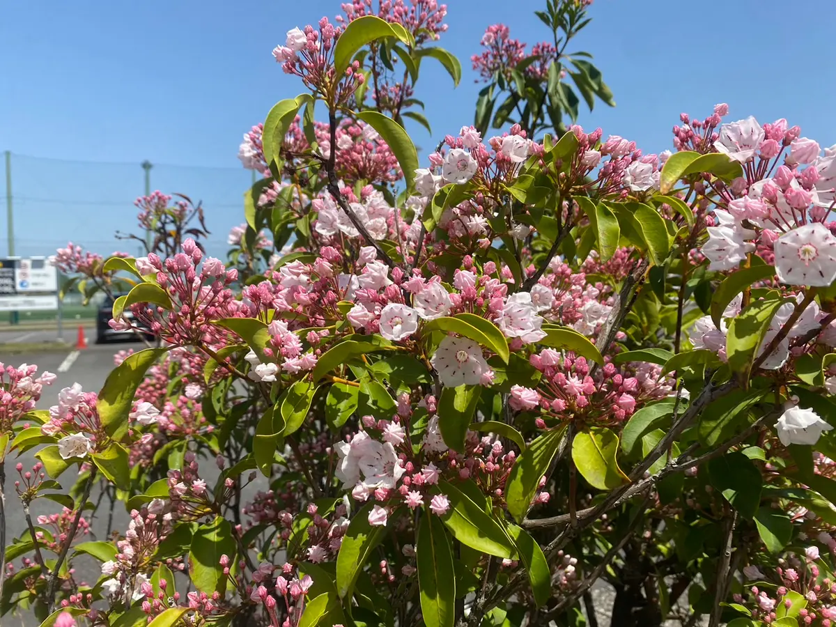神奈川県川崎市です。昨日散歩中にこの花（木）を見つけました