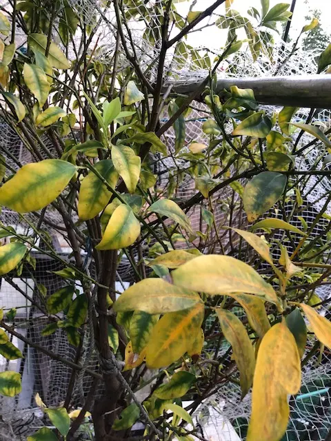 園芸はまったくの初心者なので、ご存じの方に、アドバイスをい