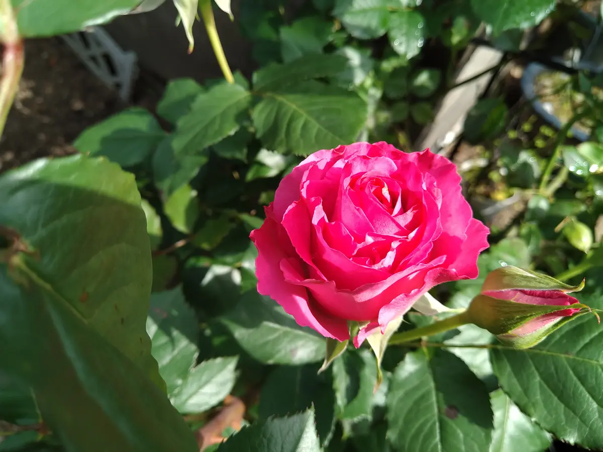 バラの品種が分かりません。バラ初心者です。バラの品種を特定