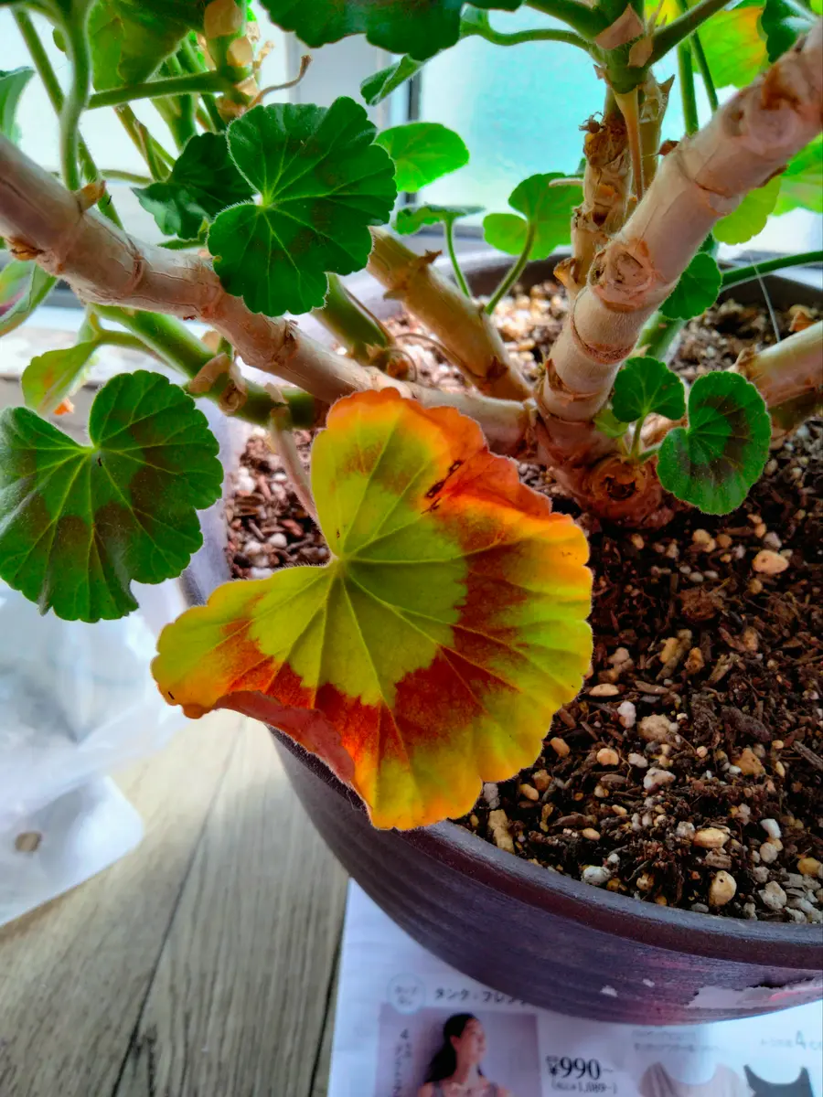 ゼラニウム 植物 ハート型 葉 なつかしく