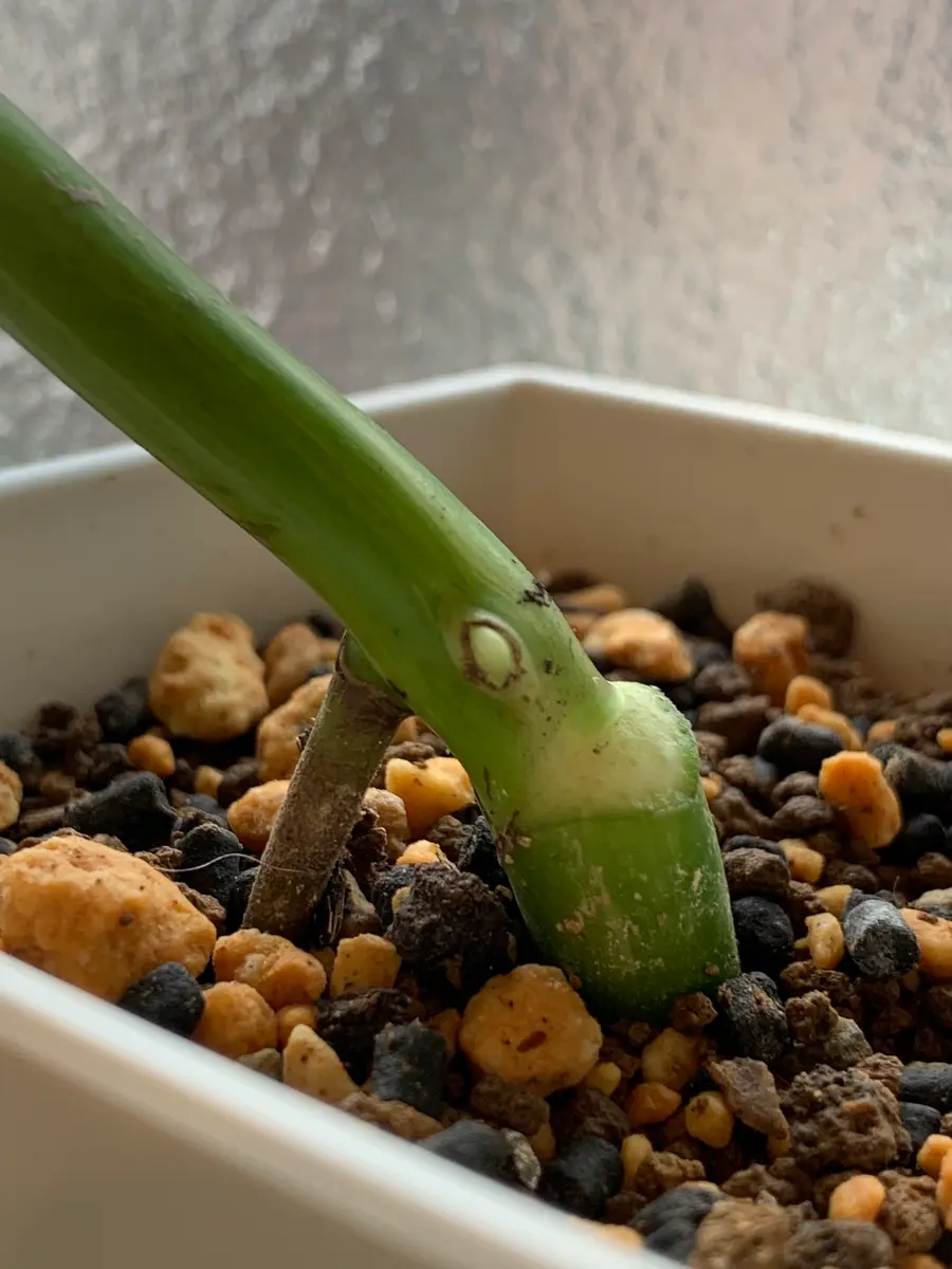 斑入りモンステラ 茎伏せ