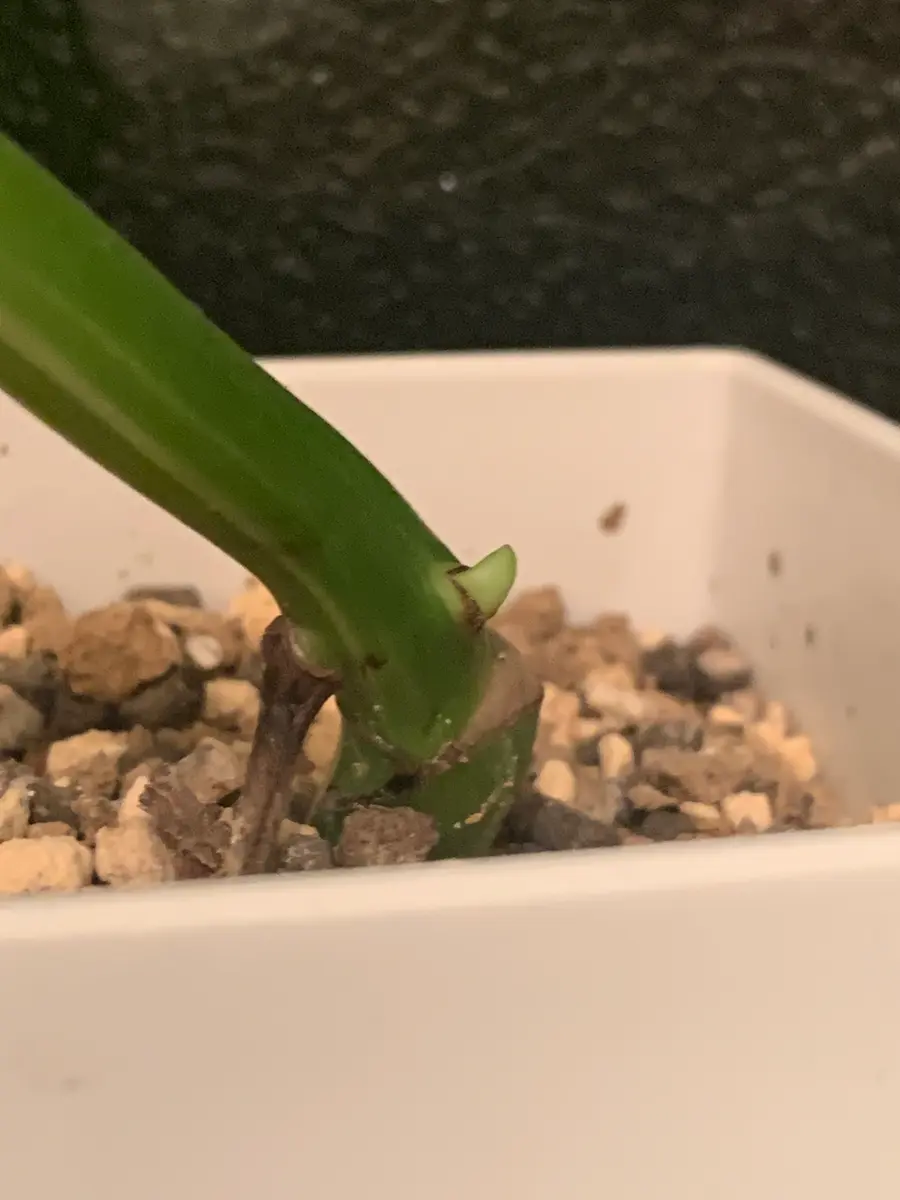 斑入りモンステラの茎伏せです順調に芽が出てきていたのに気根
