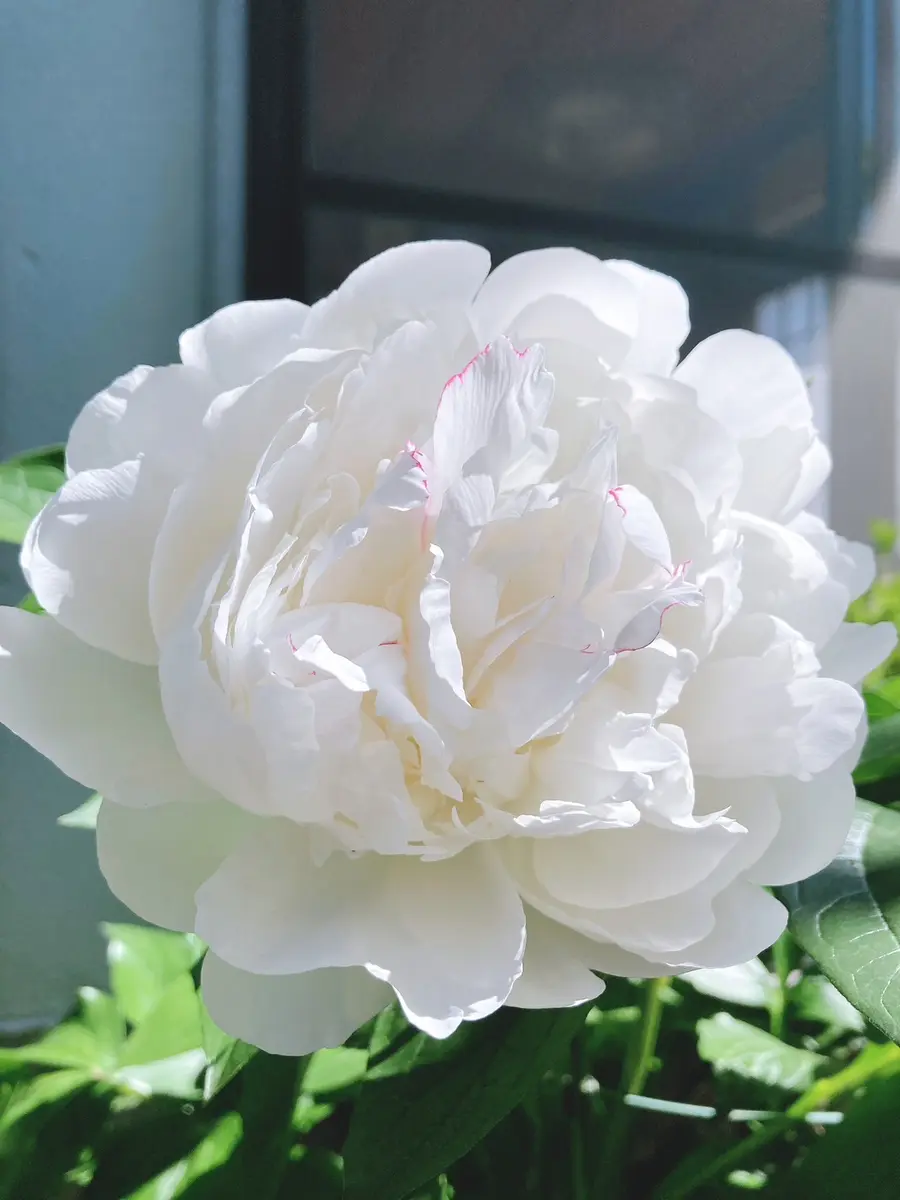 注目ショップ・ブランドのギフト 白い芍薬で八重咲きです。花の中心に紅をさしたような赤が入っ 絵画/タペストリー