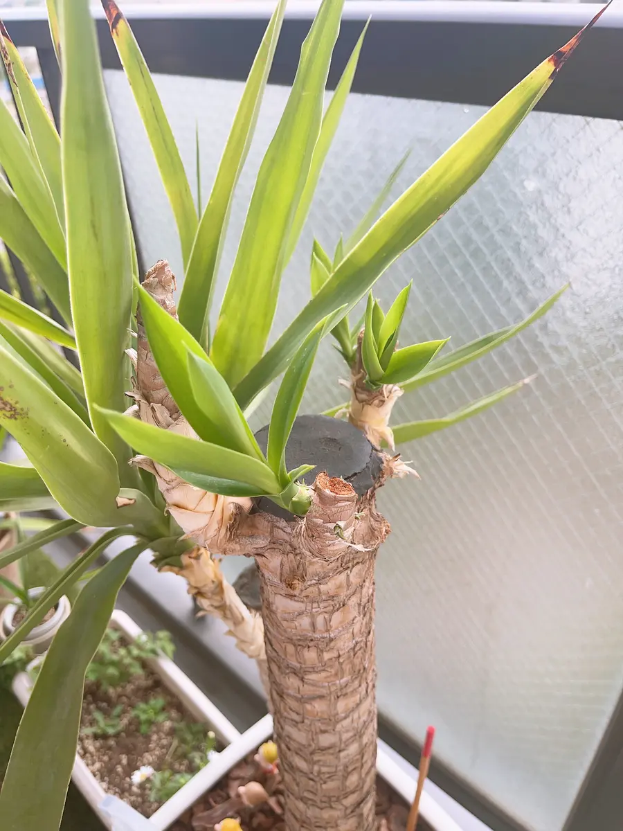 4年前に主人が職場で不要となったユッカを貰ってきました初め｜園芸