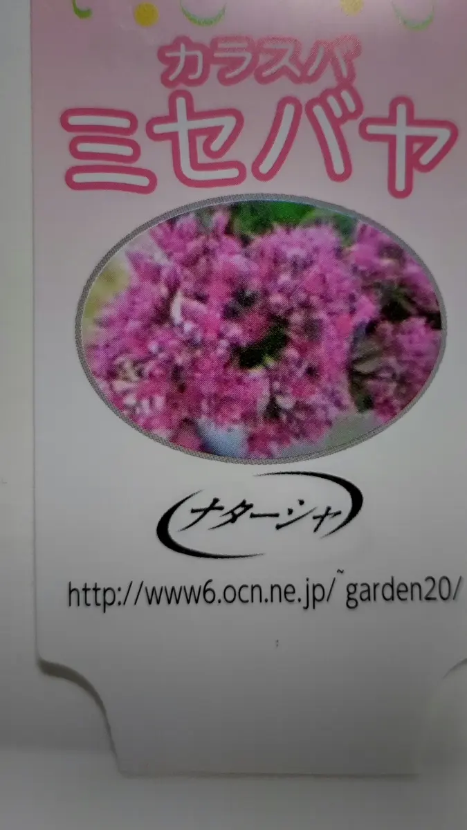 去年の10月下旬に購入しました。ミセバヤとあるのですが、秋で 