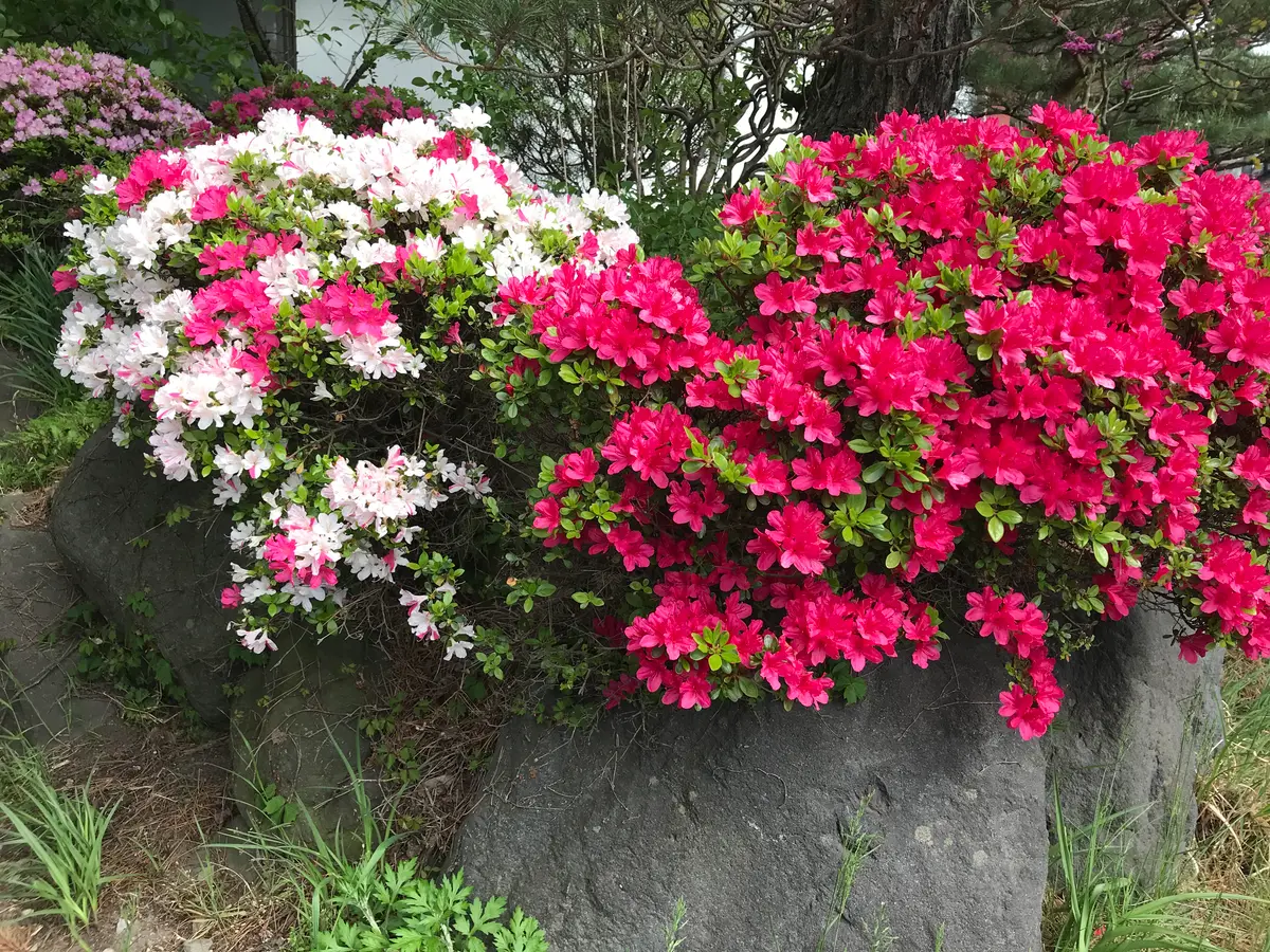 さつきの木　根張りがとても良いです！ さつきの木 根張りがとても良いです！