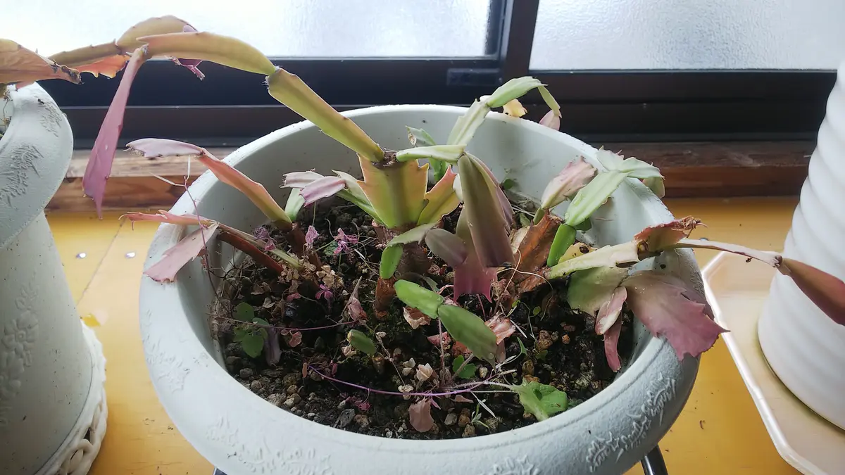 多肉植物 シャコバサボテン AN061 (葉挿し用.根が無し) 多肉植物 シャコバサボテン AN061 (葉挿し用.根が無し) 多肉植物」葉