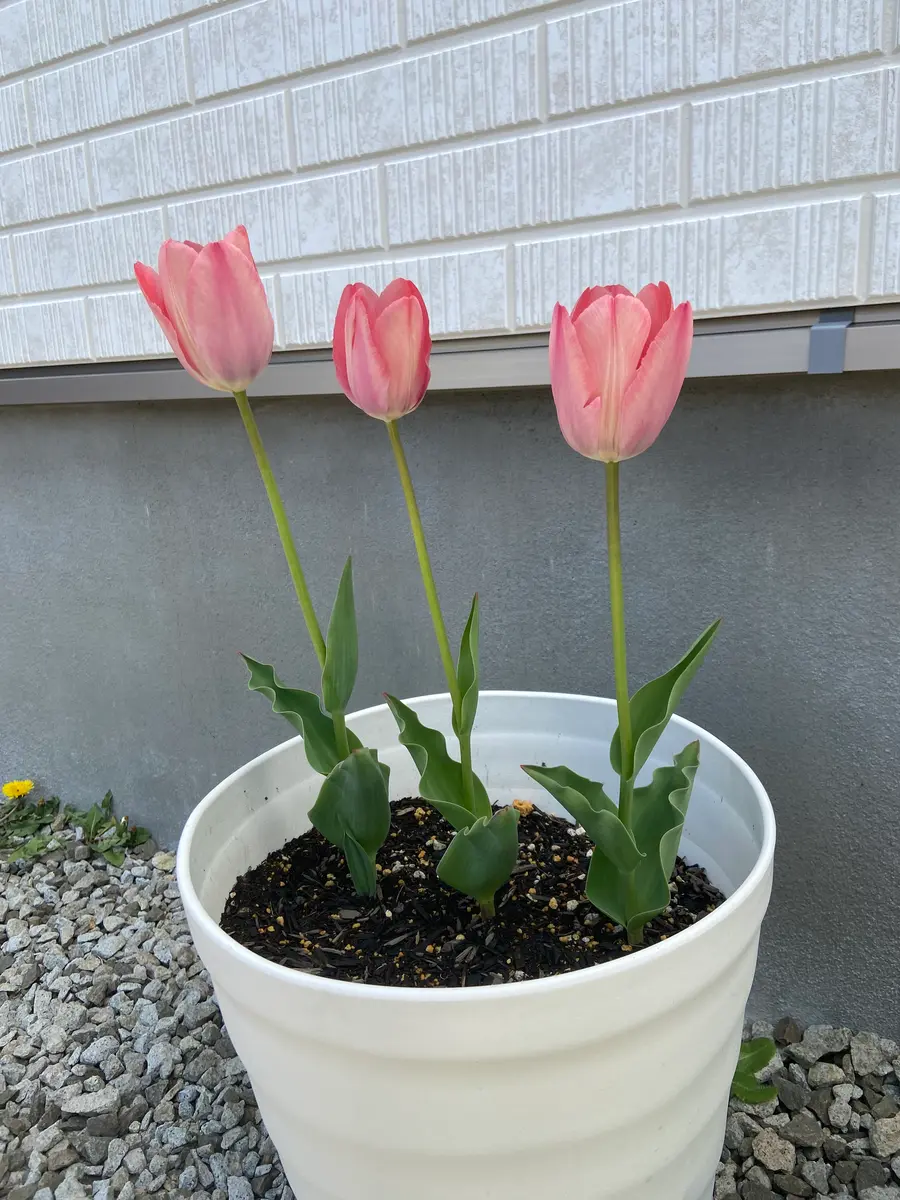 3本のチューリップを鉢で育てています。3本とも綺麗に咲いてく