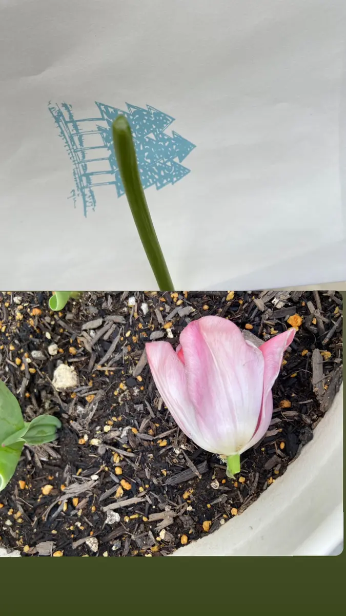 3本のチューリップを鉢で育てています。3本とも綺麗に咲いてく