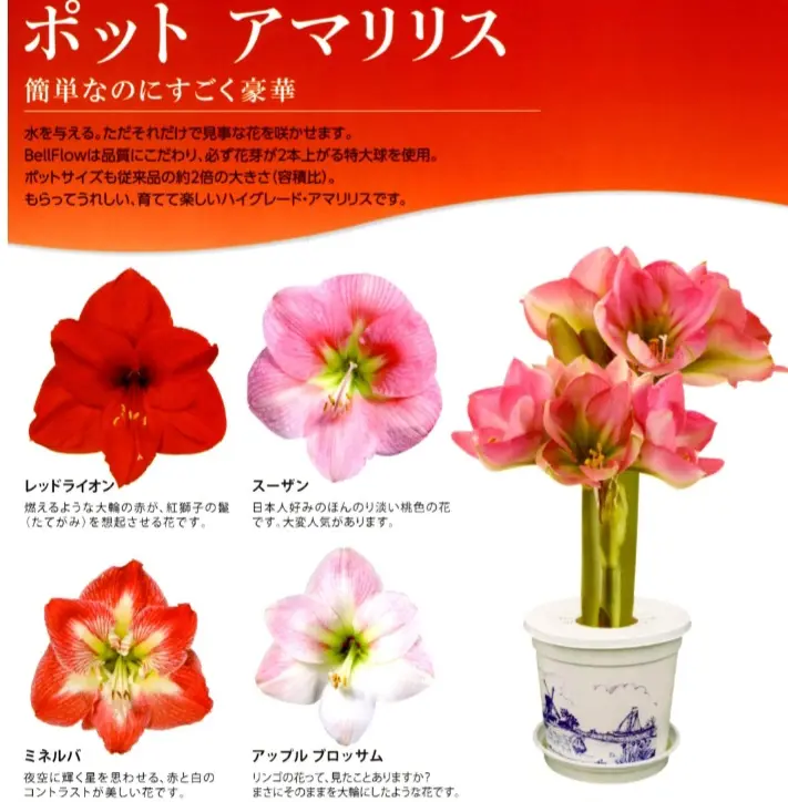 アマリリスのミネルバを植えてたぶん6～7年になります。初年度