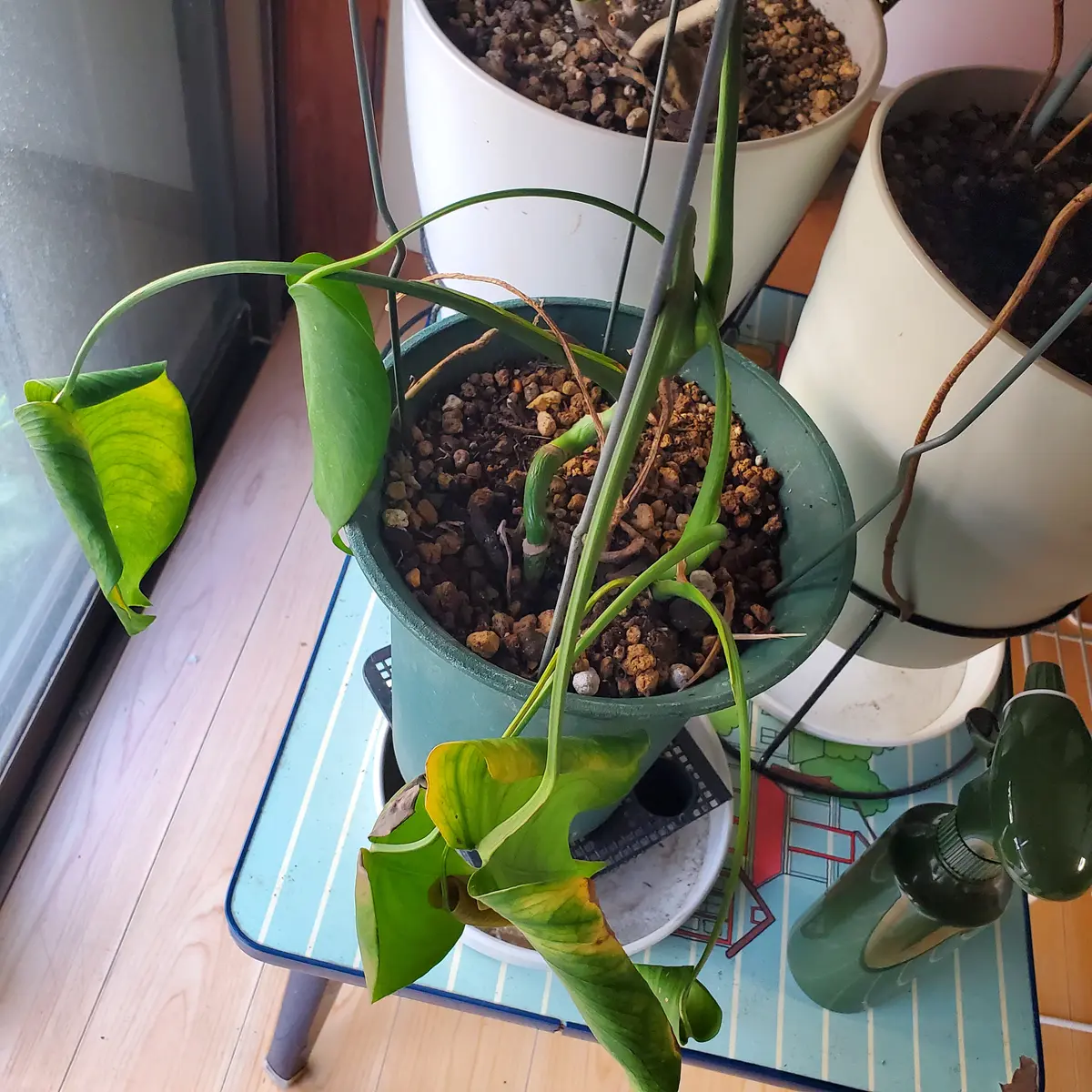 モンステラ デリシオーサ カット苗 観葉植物 久しい