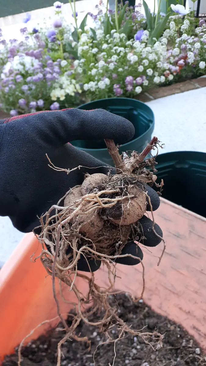 ダリア　球根 AGSオンラインショップ / ダリア球根