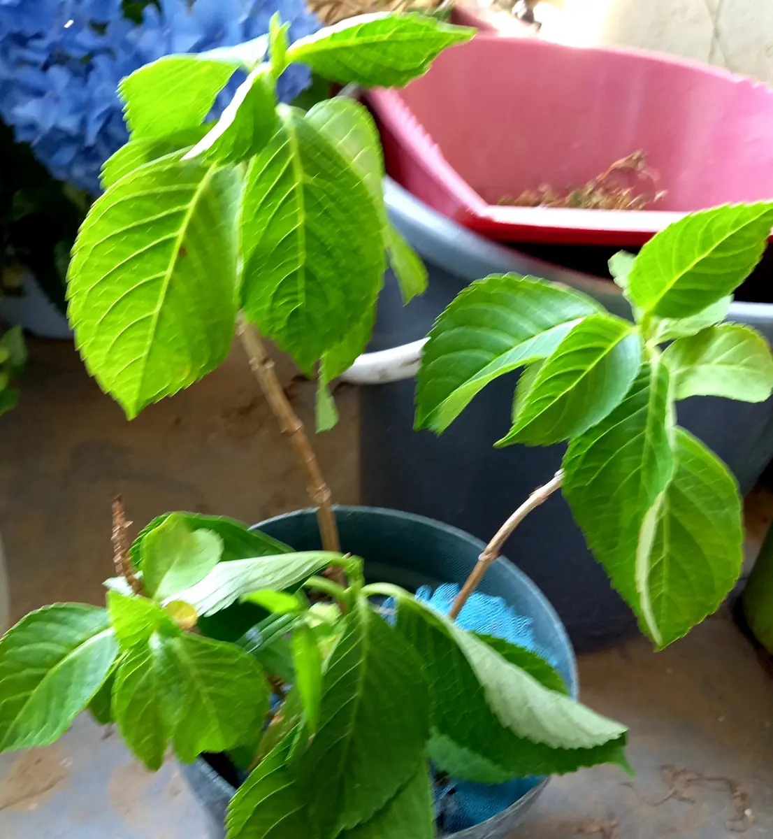 紫陽花 花 が 咲か ない
