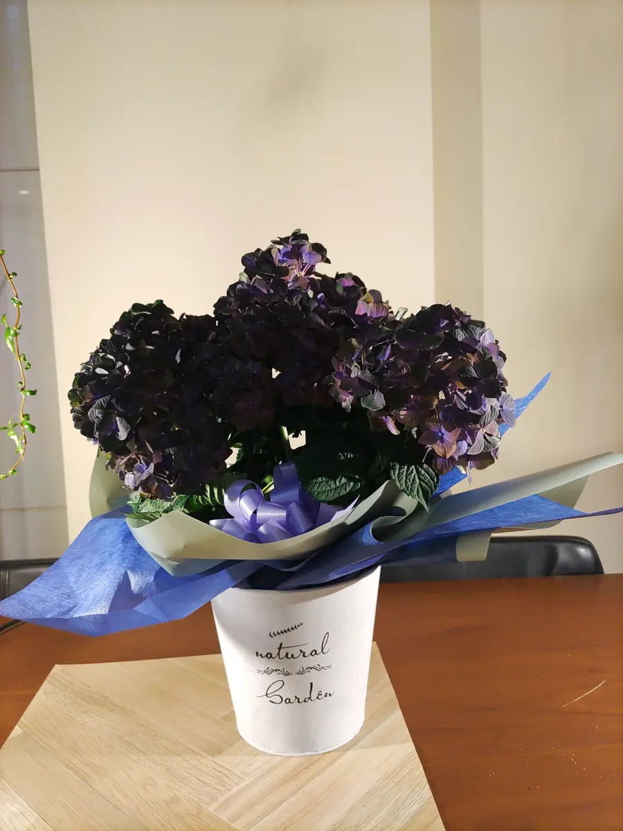 紫陽花チョコレート 年度末特価 4鉢価格 紫陽花 アジサイ 苗 苗木