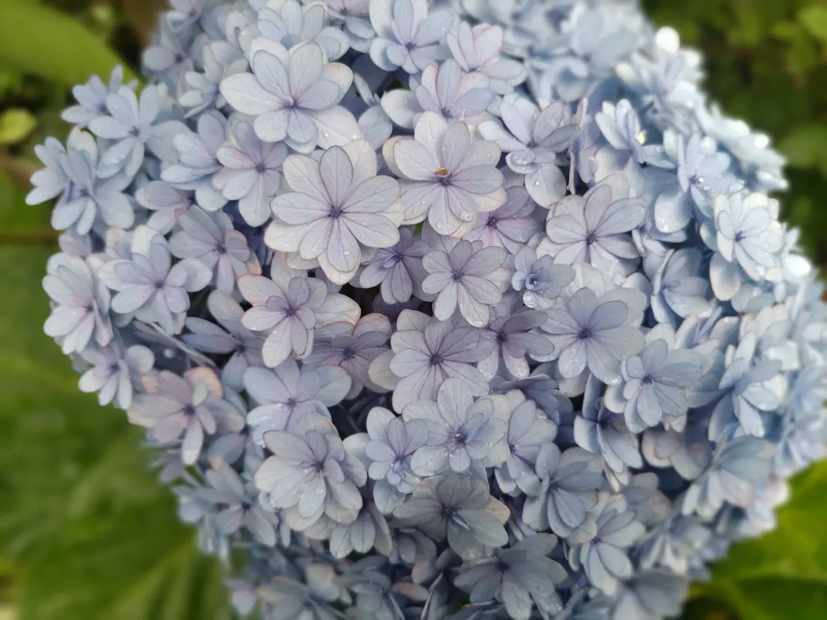 いつもお世話になっています。何年か前に購入した紫陽花たちで