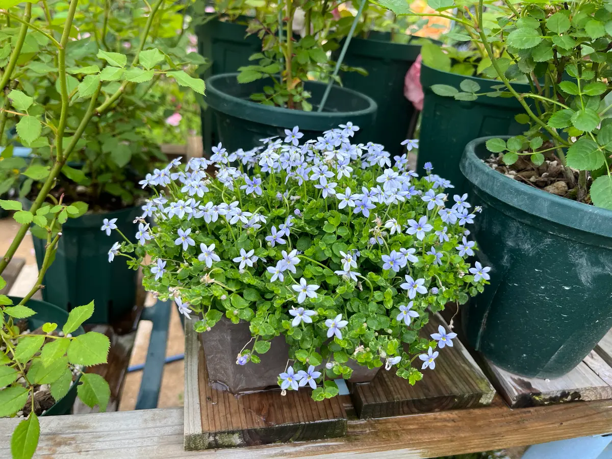 写真の花が咲く植物の名前、ご存じでしょうか。昨年末に知り合
