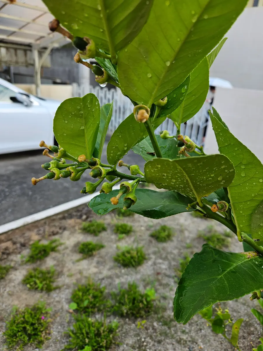 花柚子苗木 沢山の実付き レモンの横に(^^)/ 花ゆず