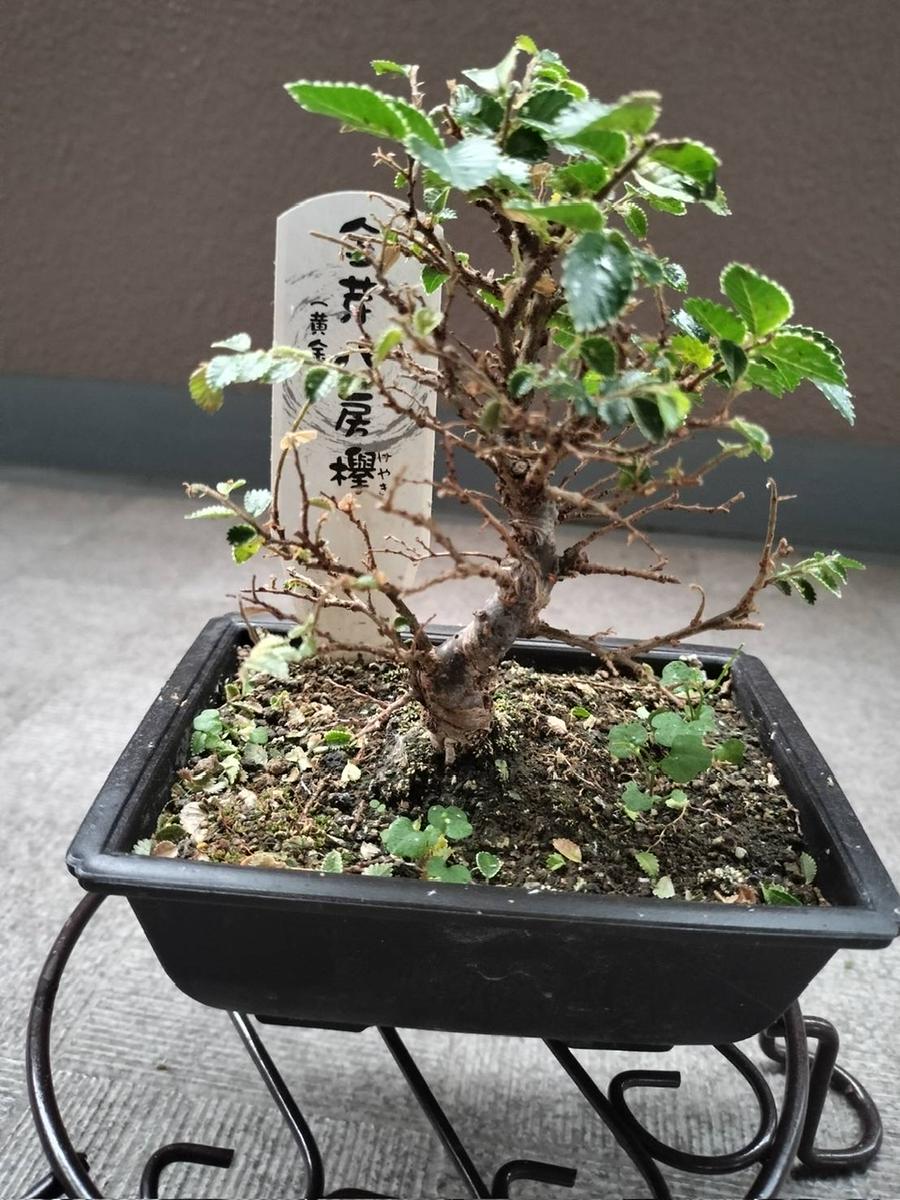 金芽八房欅の小さな鉢植えです。先月買った当初は全体に葉が付 