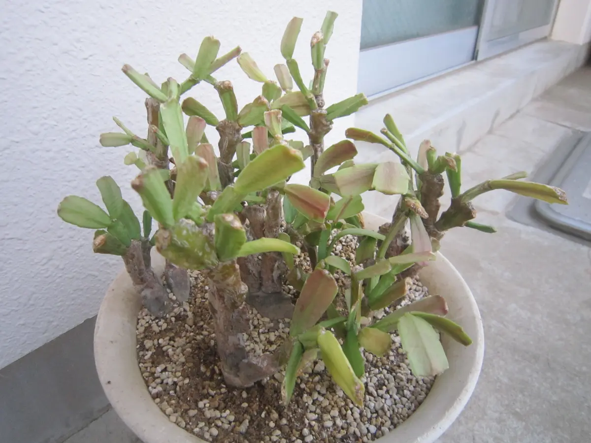 多肉植物 シャコバサボテン AN061 (葉挿し用.根が無し) - メルカリ