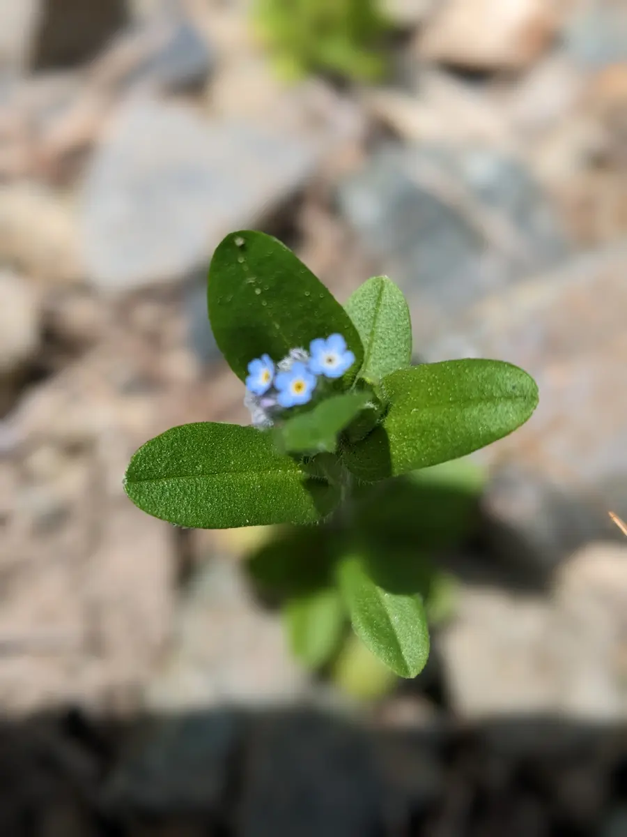 この花の名前を教えてください。4年ほど前から一気に敷地内に