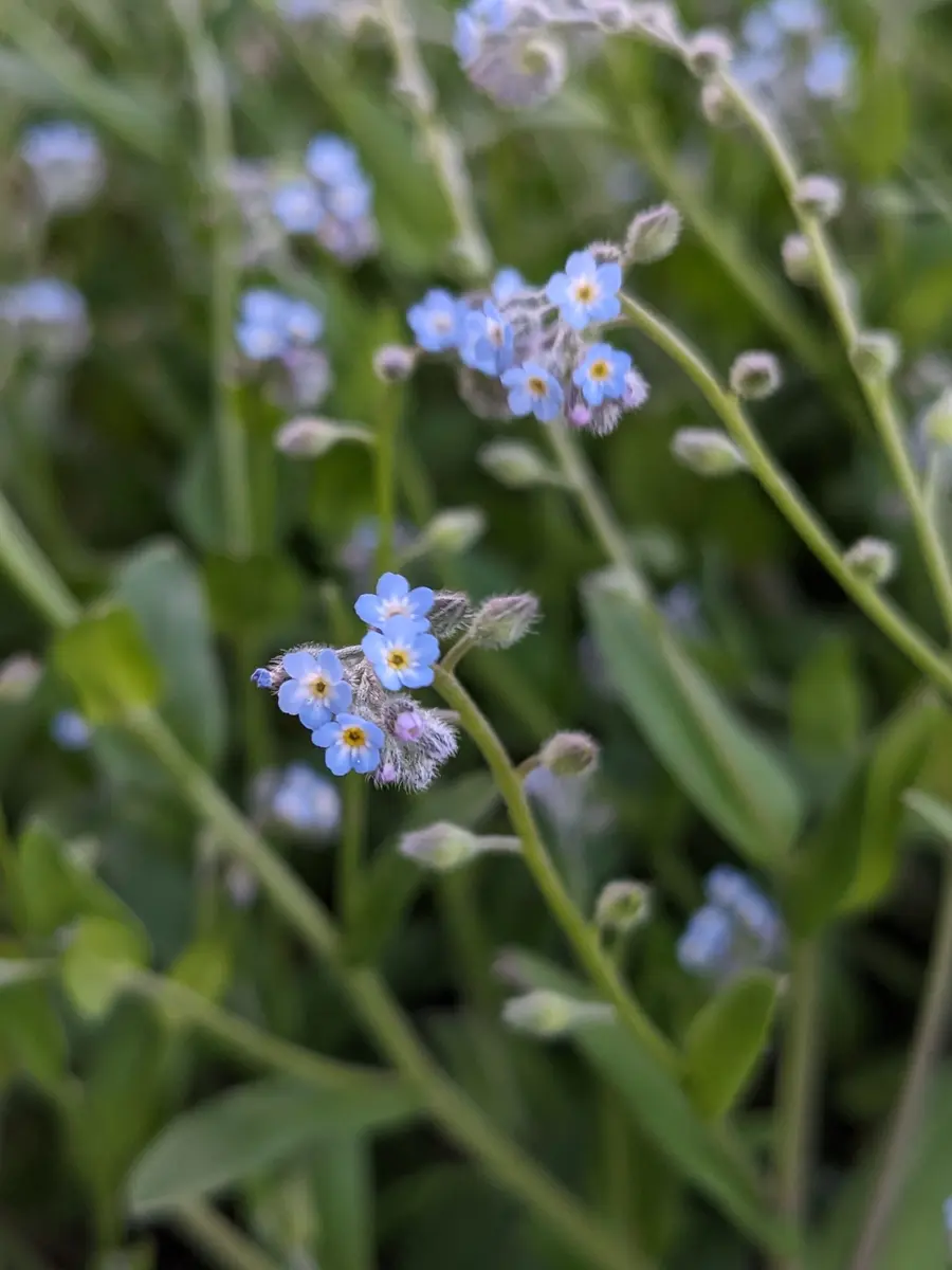 この花の名前を教えてください。4年ほど前から一気に敷地内に