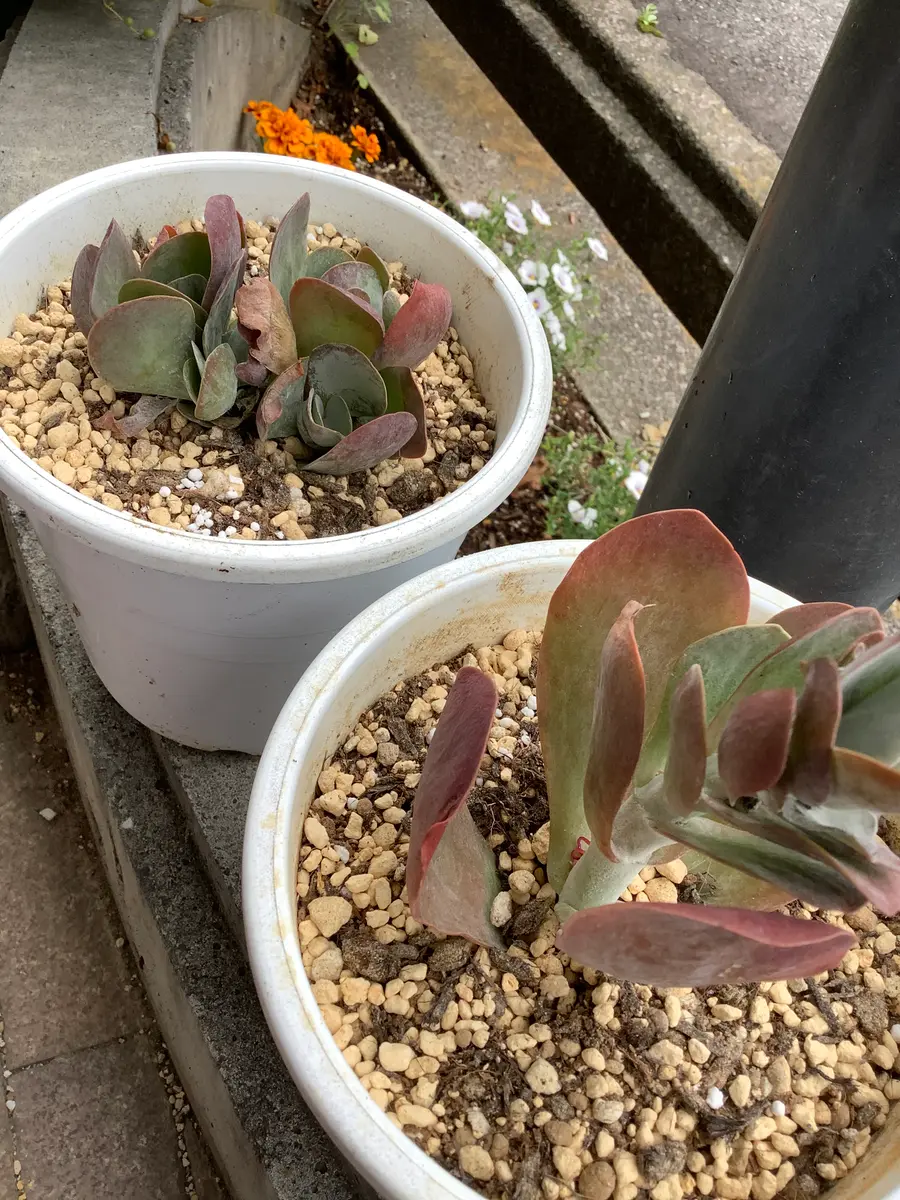 デザートローズがふにゃふにゃです。もうダメでしょうか？元｜園芸