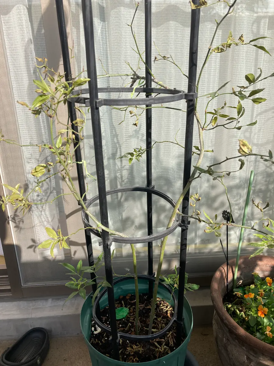 新作モデル 実生株】モッコウバラ鉢植え ⑤ 6年物（モッコウバラ：黄花八重6 その他