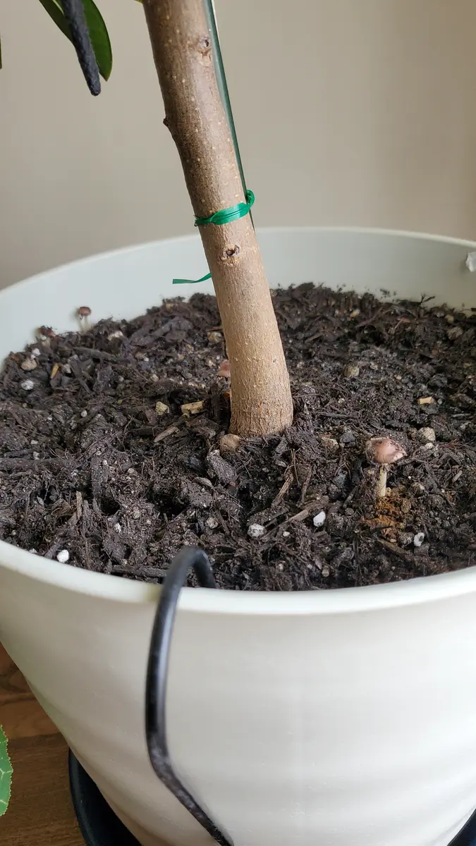 ゴム の 木 の 植え 替え