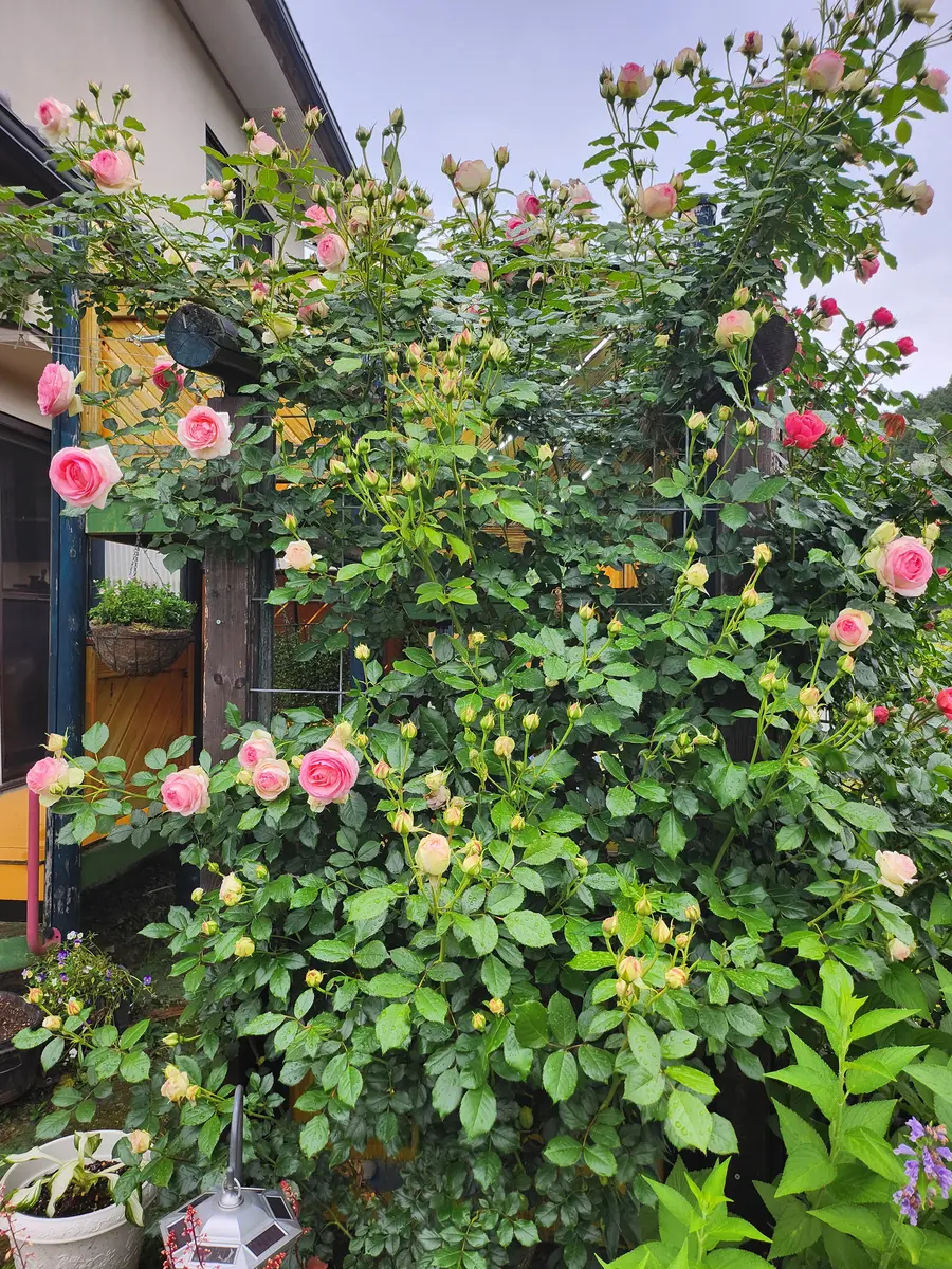Amazon.co.jp: バトルスピリッツ 湖に咲く薔薇 : おもちゃ