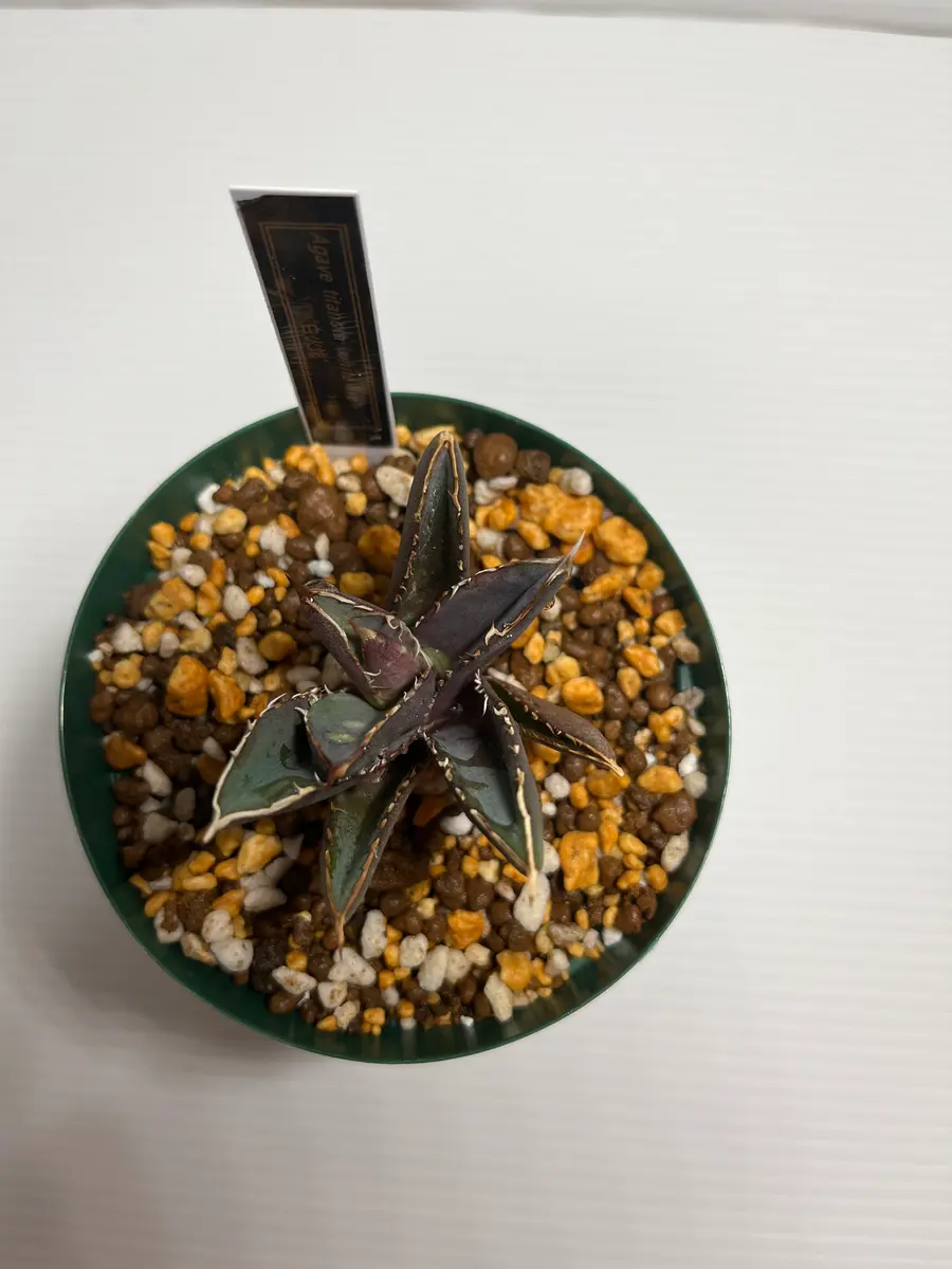 ガベの子株のストレスカラーについて。アガベ初心者のもので｜園芸