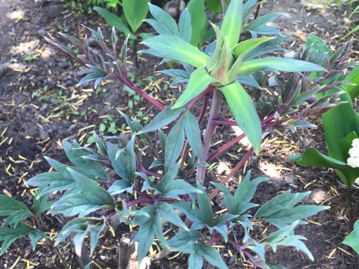 このお花の名前教えてください。どんな花が咲くのかもわからな