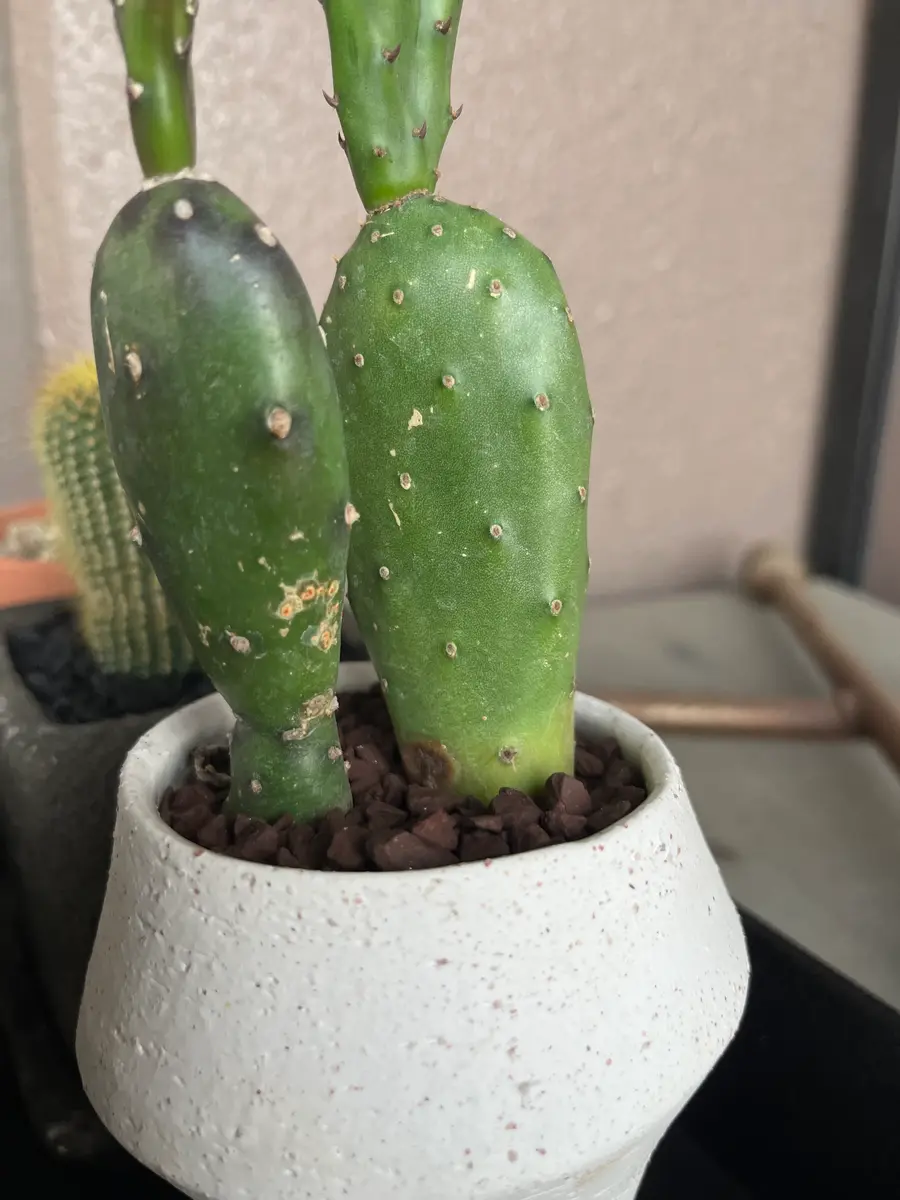 初めてサボテンを栽培しています。サボテンの名前と病気などの